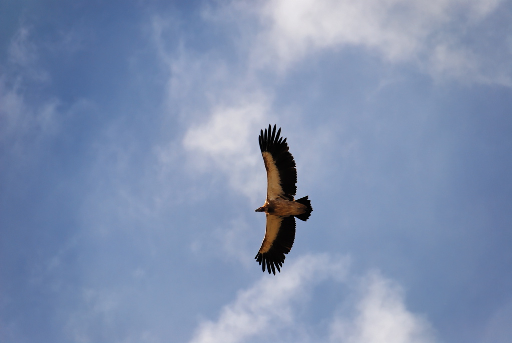 vulture?