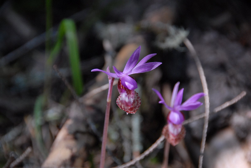 圖1. 布袋蘭 (Calypso Orchid)