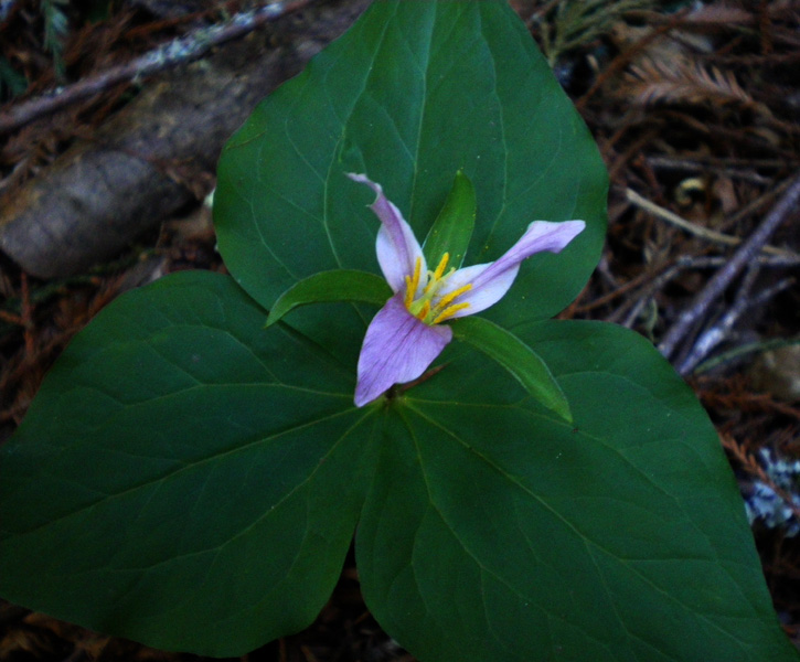 圖3. 延齡草 (Western Trillium)