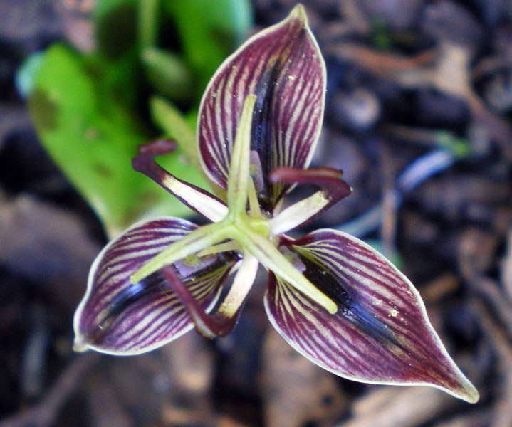 圖4. 臭蝮舌 (Fetid Adder's Tongue)