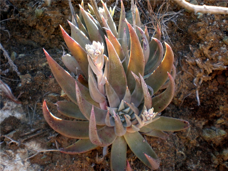 Santa Clara Valley Dudleya