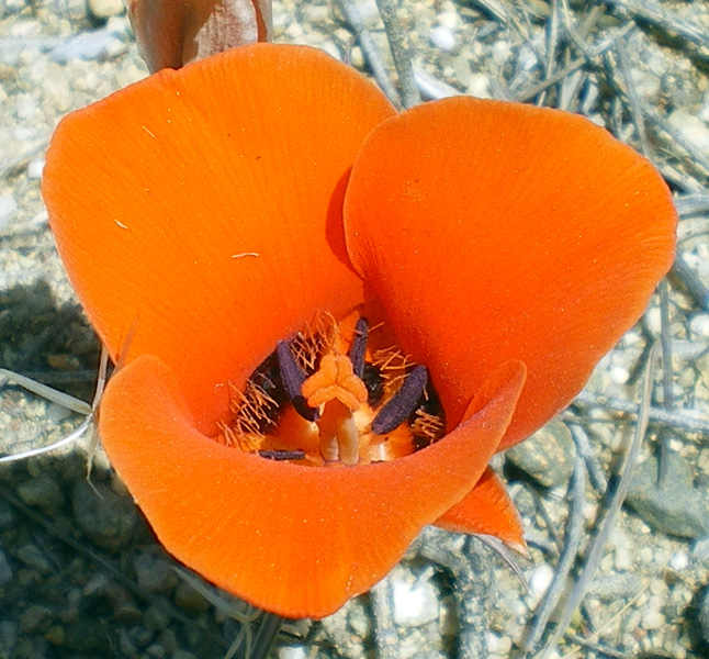 沙漠蝴蝶百合 (Calochortus kennedyi)
