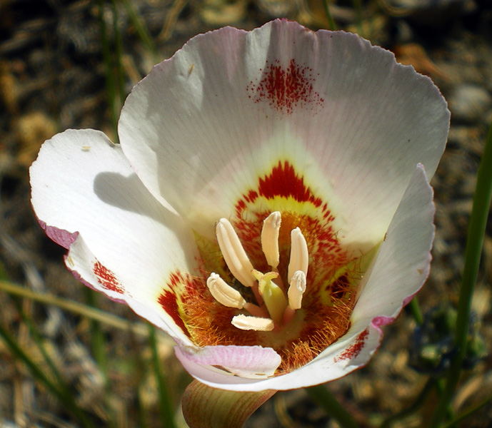 维纳斯蝴蝶百合(白) (Calochortus venustus)