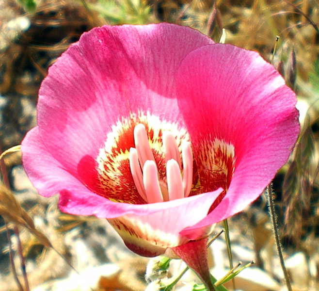 维纳斯蝴蝶百合(粉红) (Calochortus venustus)