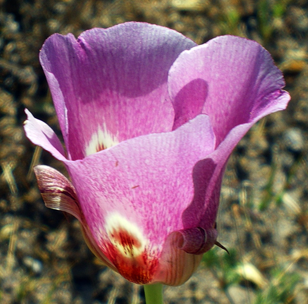 维纳斯蝴蝶百合(淡紫) (Calochortus venustus)