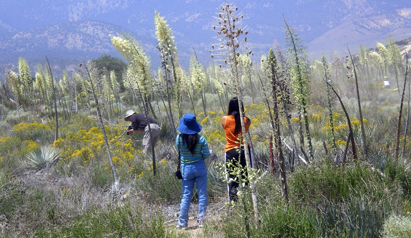 在丝兰丛林中 (Yucca whipplei)