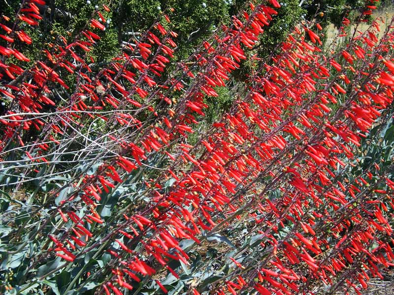 红色的小号手 (Penstemon centranthifolius)
