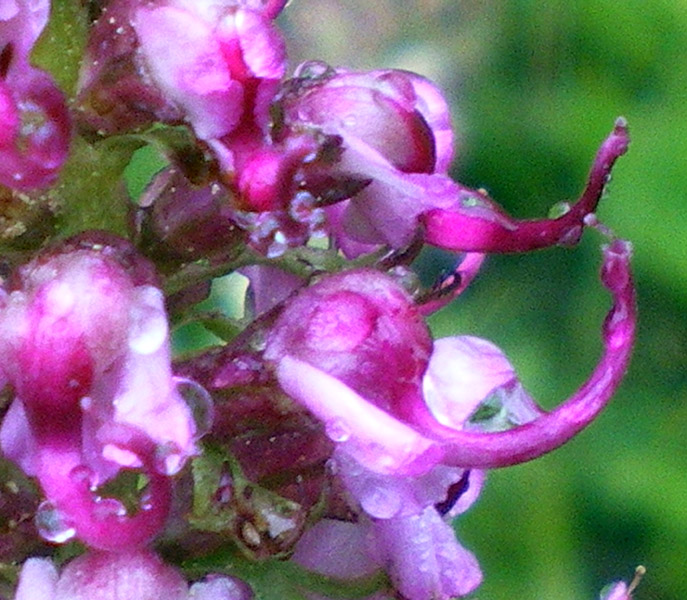 圖1：象頭花 Elephanthead Lousewort (學名Pedicularis groenlandica)