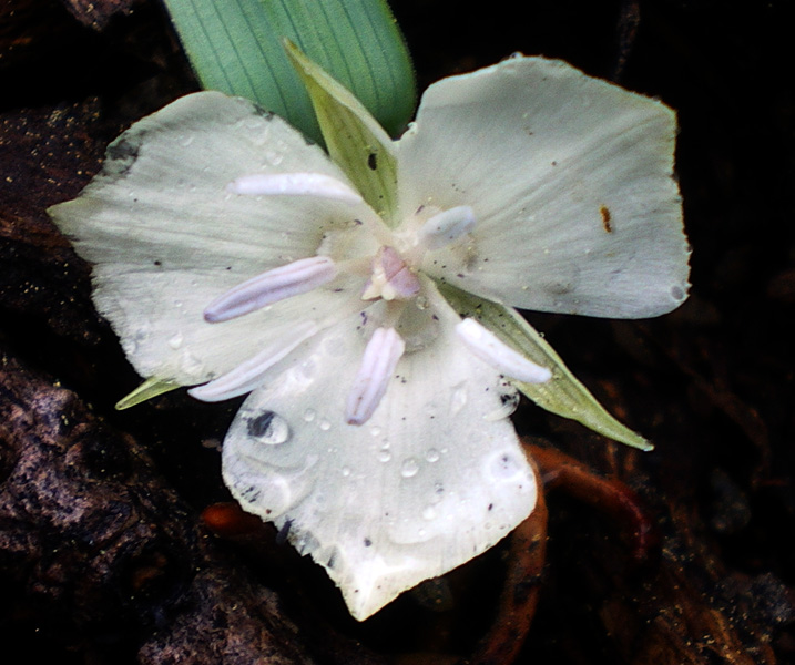 圖2：小山蝶百合 Sierra Mariposa Lily (學名Calochortus minimus)
