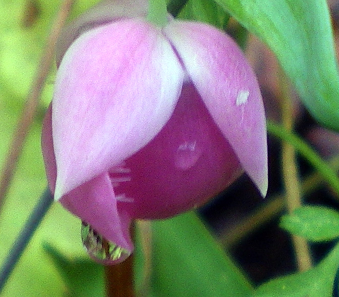 圖3：仙女的紫燈籠Purple Fairy-lantern (學名Calochortus amoenus)