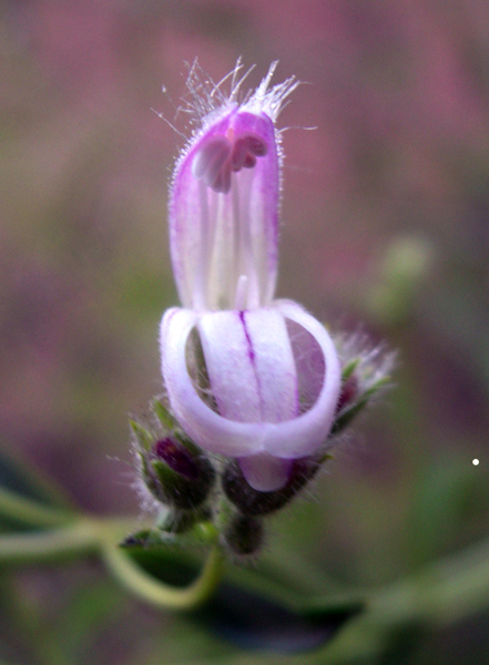 圖4：瞪眼兔 Gaping Penstemon or Bush Beardtongue (學名Keckiella breviflora)