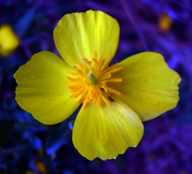 圖5：木罌粟 Tree Poppy or Bush Poppy (學名Dendromecon rigida)