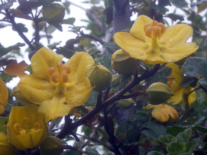 圖6：加州梧桐 Flannelbush (學名Fremontodendron californicum)