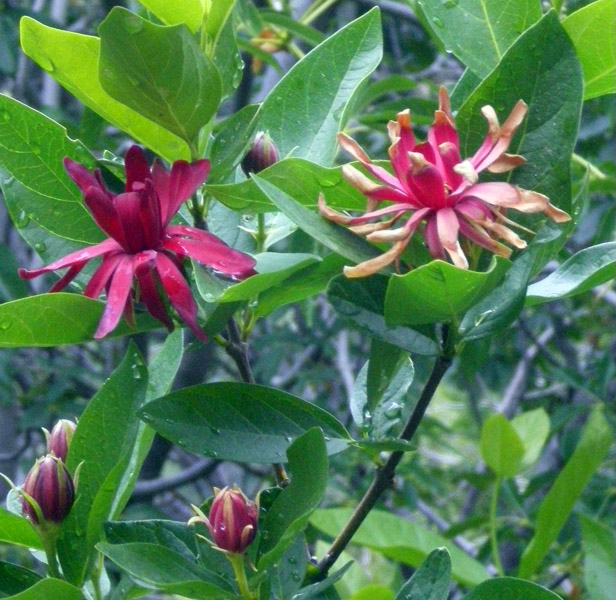圖7：美西夏蠟梅 Spicebush or Sweetshrub (學名Calycanthus occidentalis)
