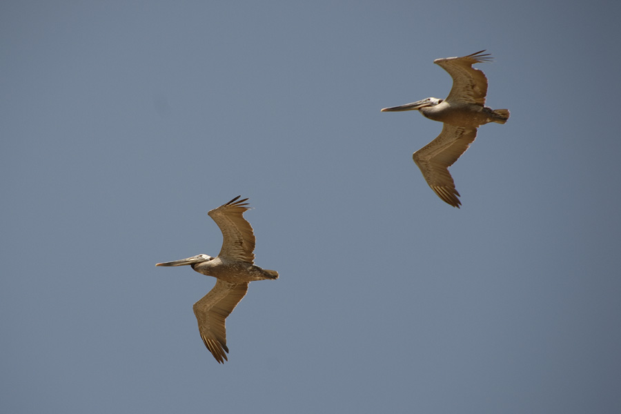 在Crystal Cove 看到從頭上飛掠、比翼雙飛的鵜鶘 (Pelican)