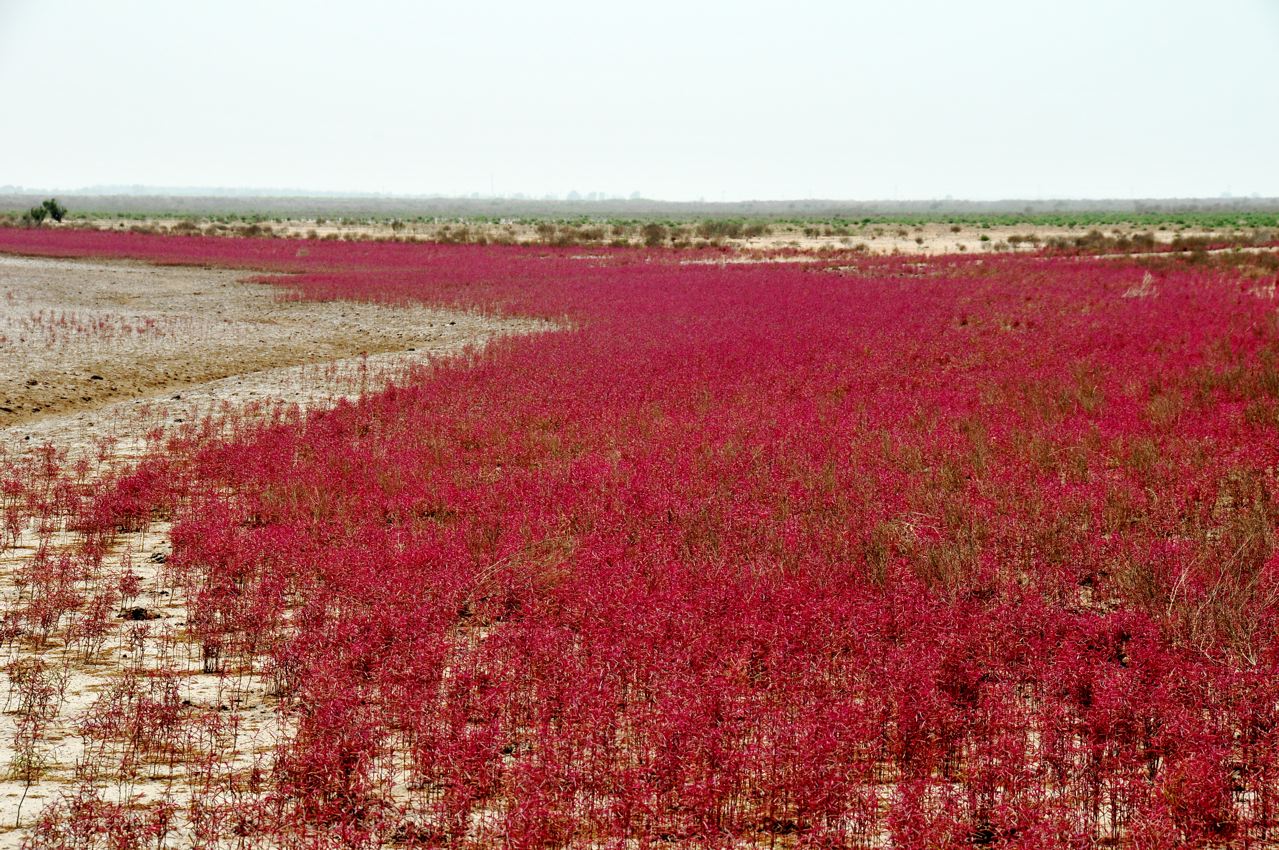 more red plant, shot at mouth of yellow river.
local people call this plant "red carpet"