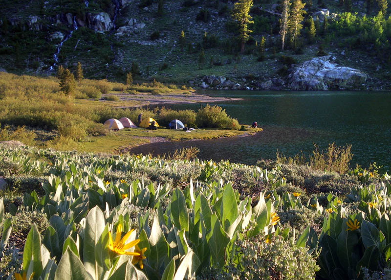 懷氏向日葵(Wyethia mollis)因葉子長而大，俗稱“騾子耳朵”(Mule-ears)；遠景為湖畔營地