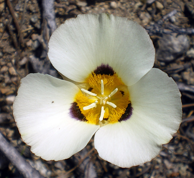 黃心黑斑、如煙似的蝴蝶百合(Smokey Mariposa Lily，學名Calochortus leichtlinii)