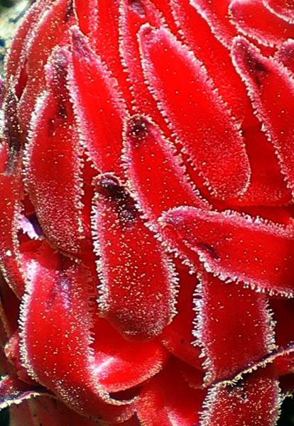 雪紅筍(Snow Plant)，雪溶後從針葉林地裡冒出來的腐生植物