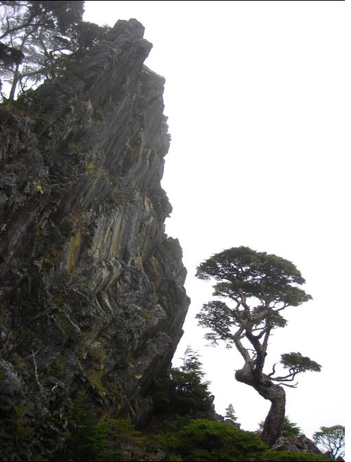 池有名樹