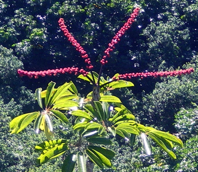 圖5：滿山的八爪魚樹(Octopus Tree)，樹名從花而來