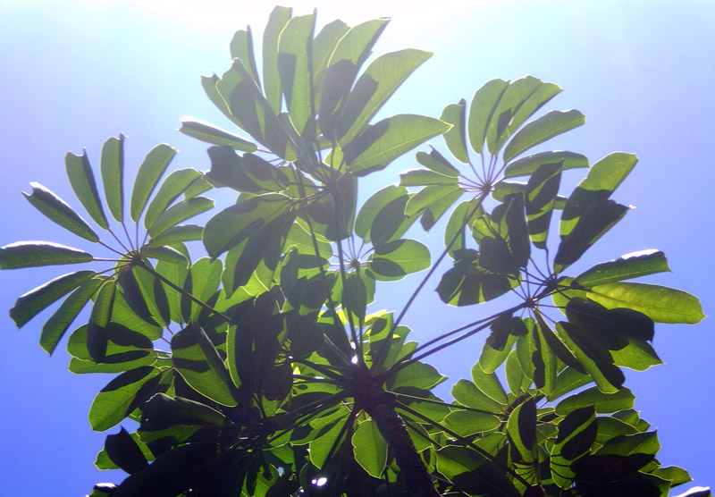 圖6：又名傘樹(Umbrella Tree)，從其葉而來