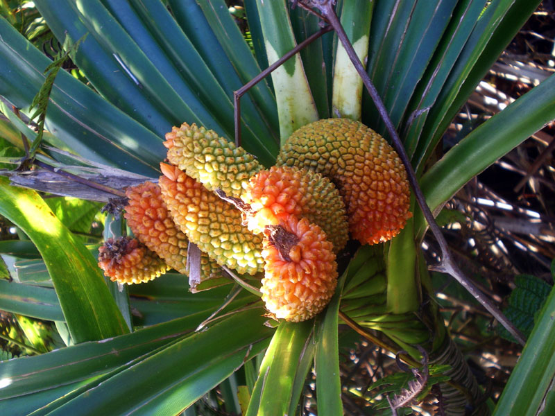 圖7：台灣常見的林投(Screw-pine)也很多，這是果實