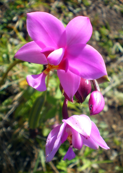 圖8：稜線上很多小小的、當地人稱「山蘭花」Mountain Orchid，學名待確定