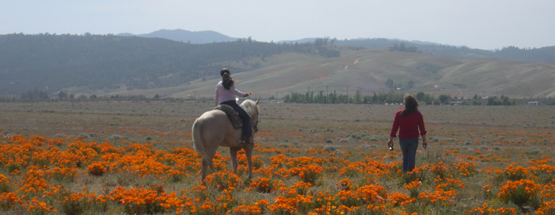 羚羊谷走馬觀花 (Antelope Valley)