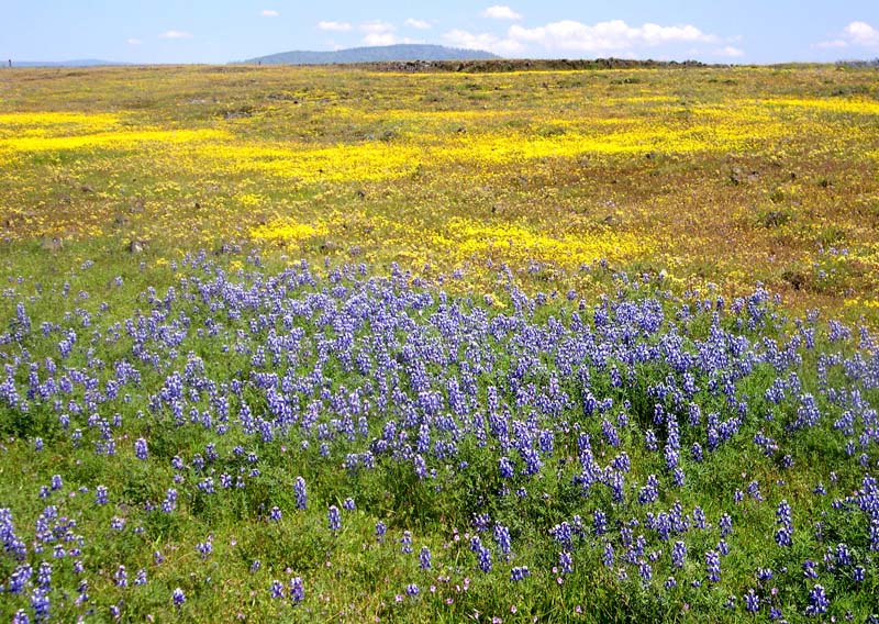 加州北部的桌山花毯 (Table Mountain, Oroville)