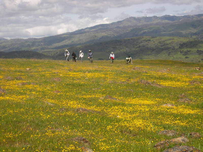 野狼嶺的尋芳客 (Coyote Ridge, Morgan Hill)