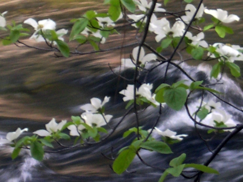 落花有意流水無情 (Merced River, Yosemite NP)
