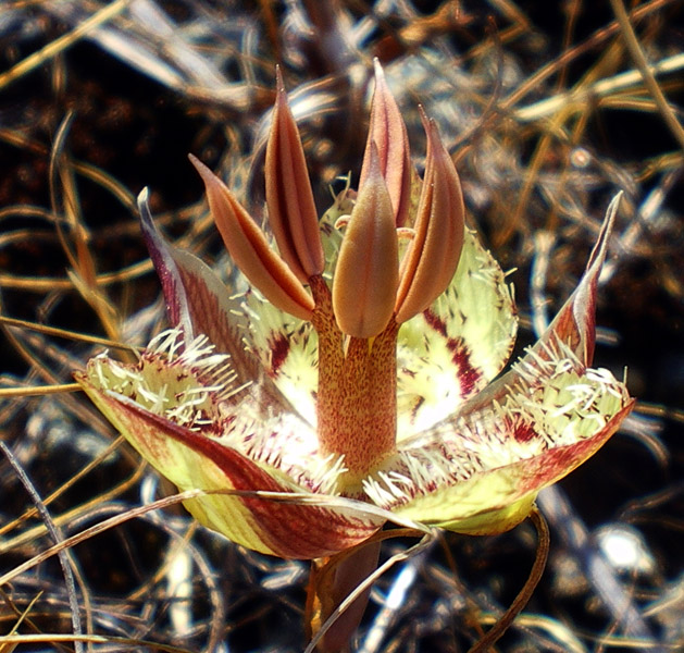 提不攏蝴蝶百合(Tiburon Mariposa Lily)
