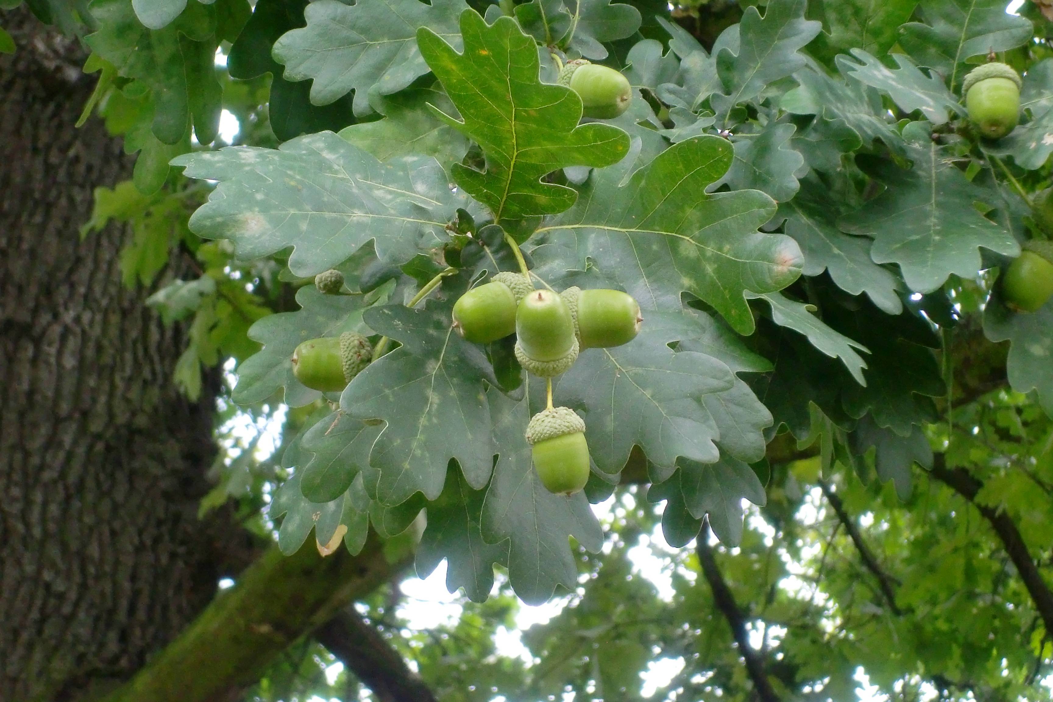橡樹結果