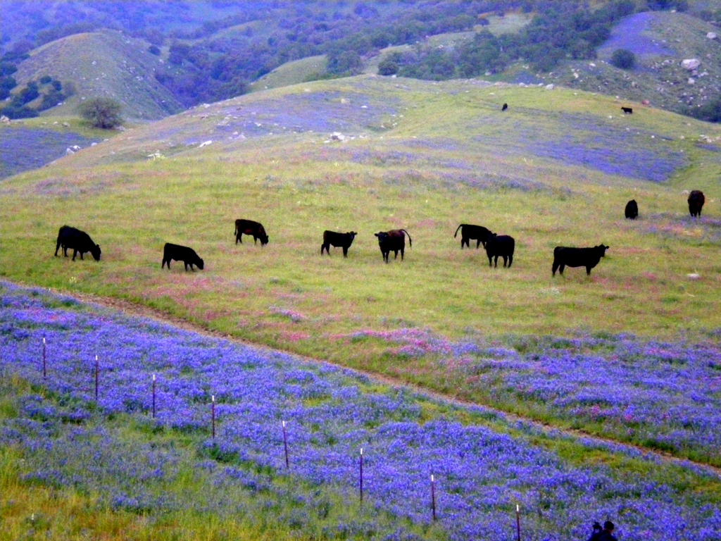 CA-223