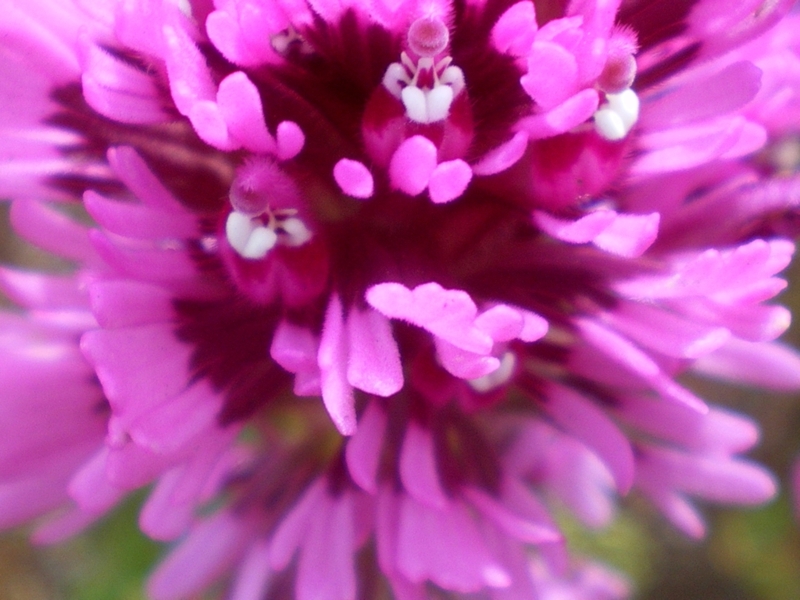 Purple Owl's Clover