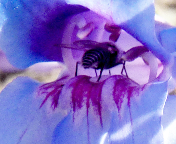 鐘鈴花心深處探蜜