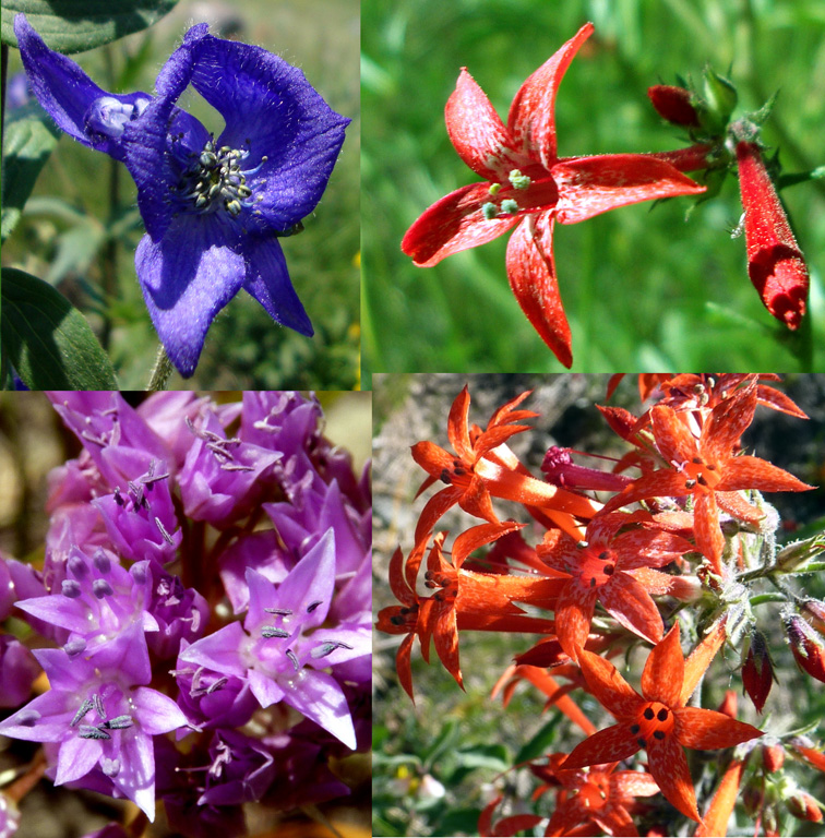 左上：哥倫比亞烏頭花(Aconitum columbianum)，英文俗名“和尚兜帽”(Monkshood)；左下：高山蔥(Allium campanulatum)；右上、下：沖天炮花(Ipomopsis aggregata)