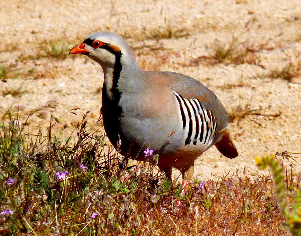 石雞(Chukar)