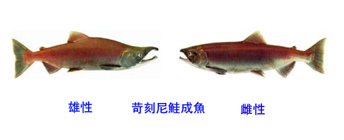 苛刻尼鮭成魚圖