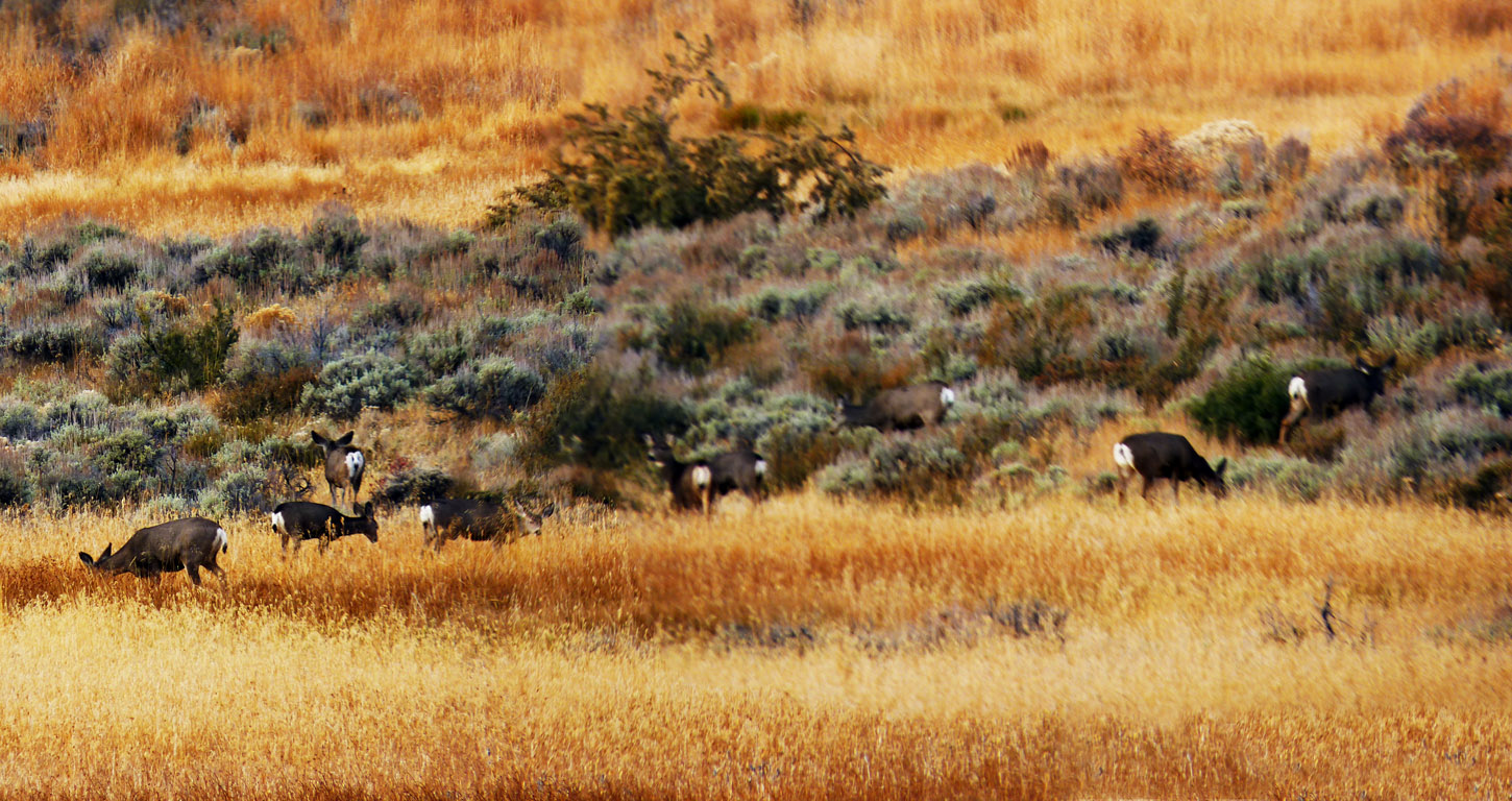 一群騾鹿(Mule Deer)在溫泉的山邊。