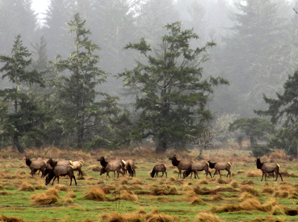 南邊101公路旁的羅斯福麋群(Roosevelt Elk)。