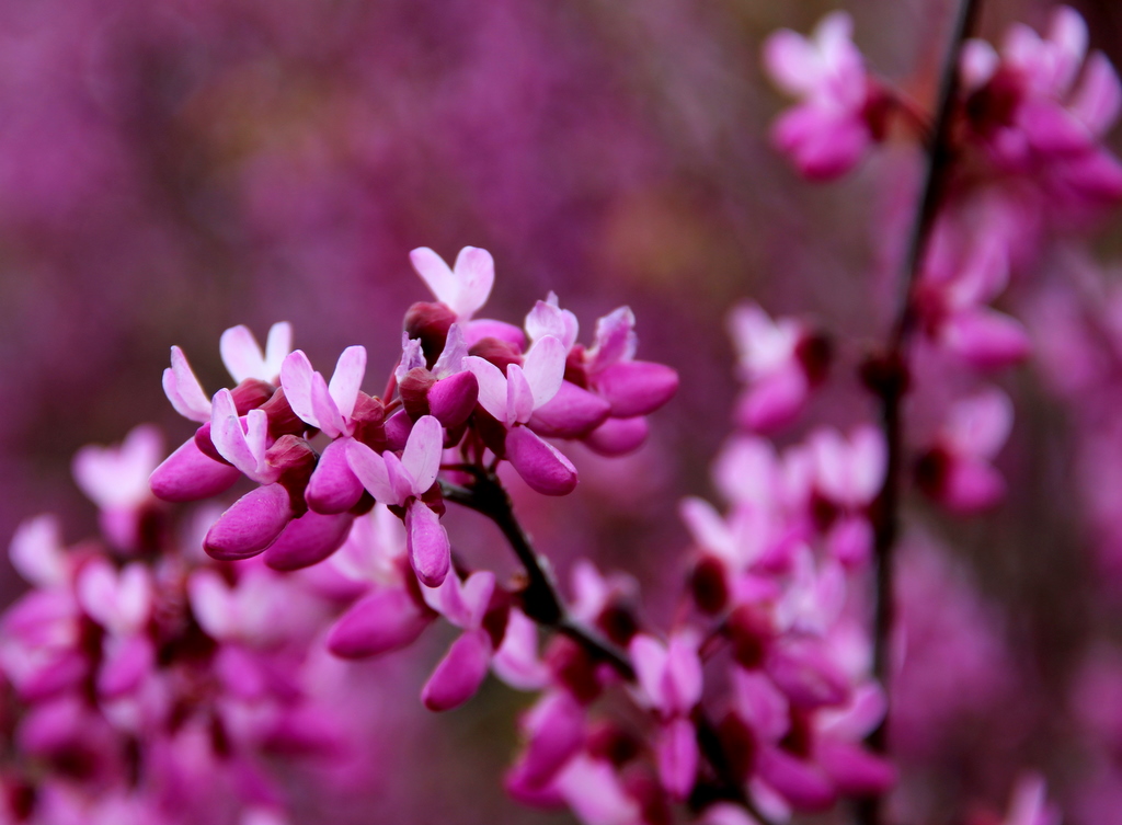 機場南邊的步道旁，美西紫荊(Western Redbud)怒放。