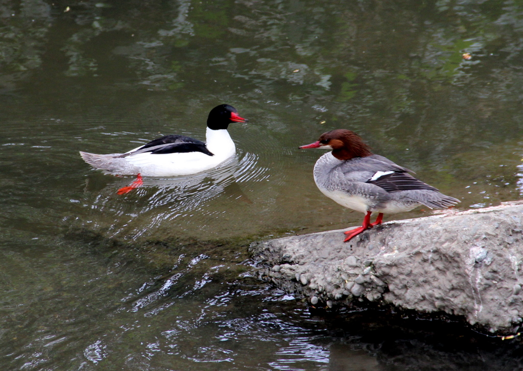 一對川沙鴨(Common Merganser)也隱於市中心河上。