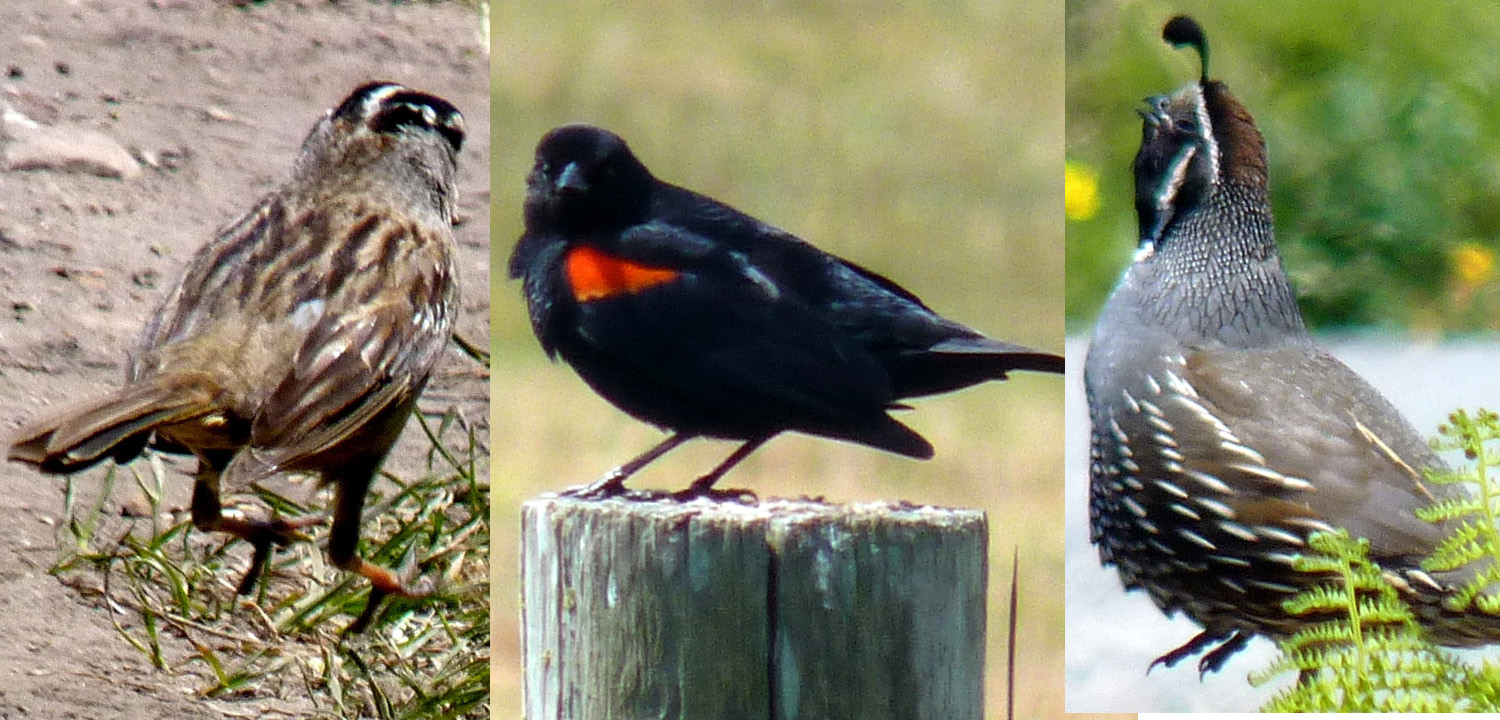 左：白冠帶鵐，中：紅翼黑鳥，右：加州鵪鶉。