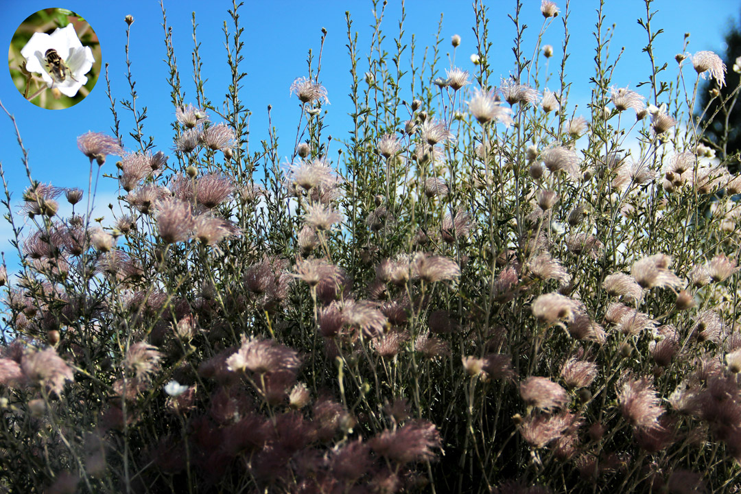 猶他州見到的"阿帕奇之麾"(Apache Plume 學名Fallugia paradoxa)，是開小白花(見左上角)的薔薇科植物，羽毛球是她果實的果翅。步道上猛抬頭一看，好像阿帕奇戰士擧著羽麾，列隊在峽谷的高緣，瞪著我們這些不請自來的入侵者。