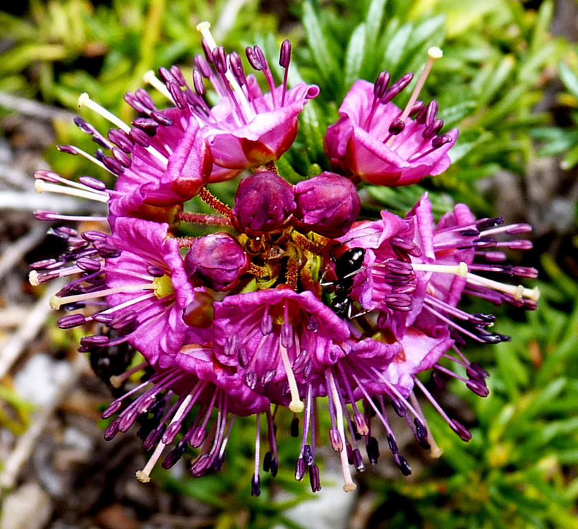 紫栂樱(或稱松毛翠，Purple Mountain Heather 學名Phyllodoce breweri)，杜鵑花科常綠灌木。