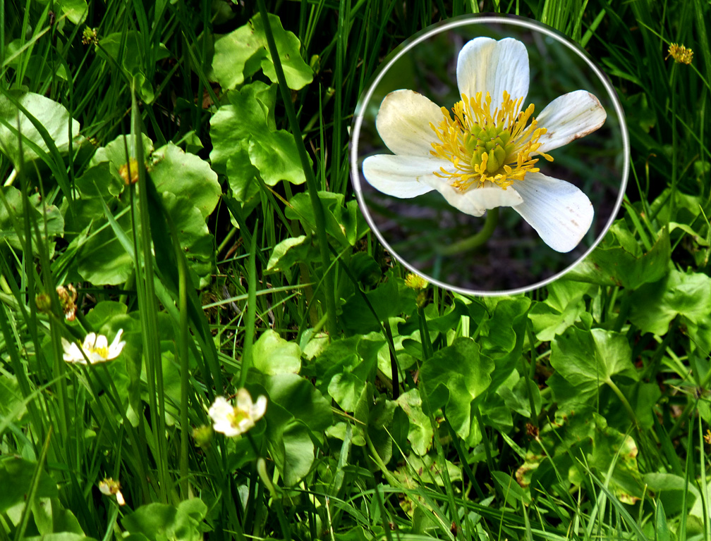 沼澤金盞花(或稱驢蹄菜，Marsh Marigold 學名Caltha leptosepala)。
