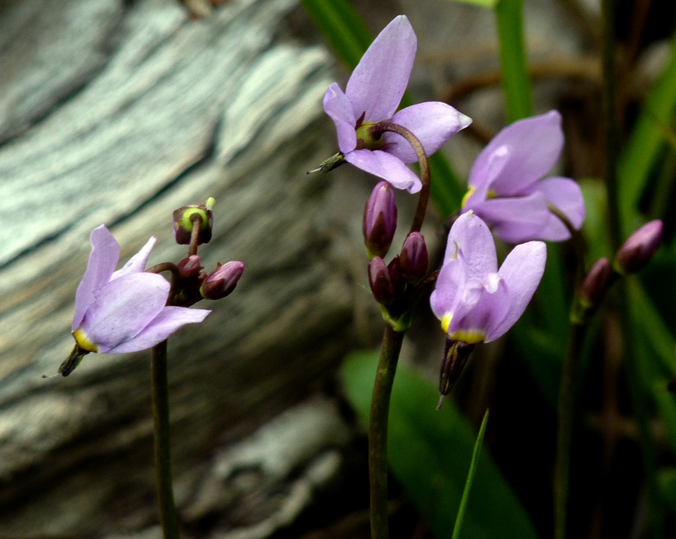 高山流星花(Alpine Shooting Star 學名Dodecatheon alpinum)。