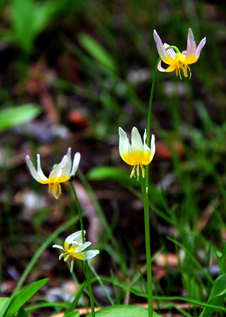 素葉鹿紋百合(Plainleaf Fawn Lily 學名Erythronium purpurascens)，雪溶後就像一群穿白衣的小仙女冒出來在草甸上跳舞……